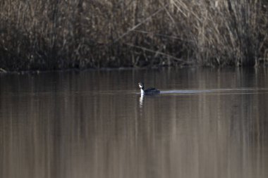 Sudaki güzel bir kuş.