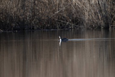 Sudaki siyah balıkçıl.