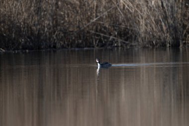 Suda yaygın deniz feneri kuşu (hirundo hirensis)