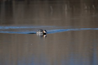 Suda yüzen güzel bir ördeğin yakın plan fotoğrafı.