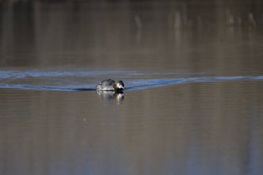 Büyük ibikli yunus, Kuzey Amerika 'da bulunan bir su kuşu türüdür.