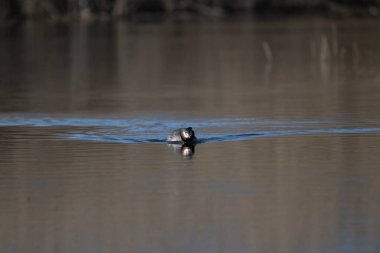 Yüzen bir kuşun yakın plan çekimi.
