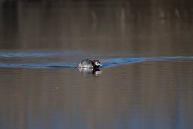Nehirdeki güzel bir ördek görüntüsü.