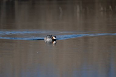 Sudaki güzel bir kuşun yakın plan çekimi.