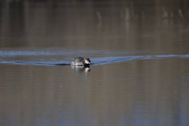Suda yüzen büyük bir ibikli yağ.