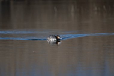 Büyük beyaz kaz doğal ortamında.