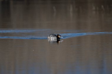 Suda yüzen güzel bir ördeğin yakın plan fotoğrafı.