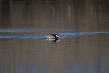 Gölde yüzen güzel bir manzara.
