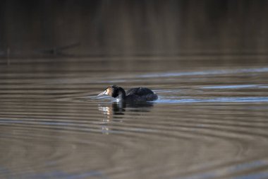 Siyah boyunlu kaz (anser anser) )