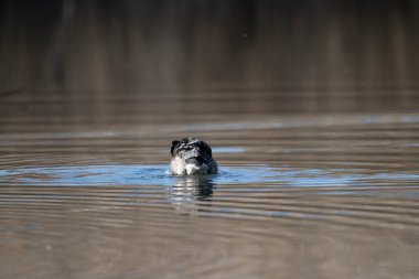 Köpek suda yüzüyor.