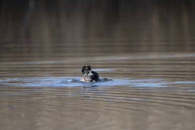 siyah korteks, karcorant, karpaphalcorax corca.