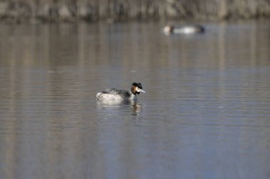 Gölde sevimli bir yaban ördeğinin yakın çekimi.
