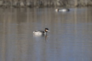 Siyah başlı kaz, podicandicus ruphalus