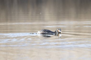 İspanya 'da gölde yüzen küçük bir ördek