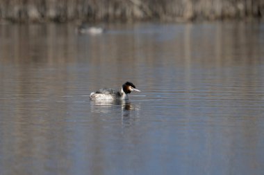 siyah grebe (pochyolruolficus ficus )