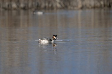 Yaygın yağ, pochydicoldicruolficus svassi
