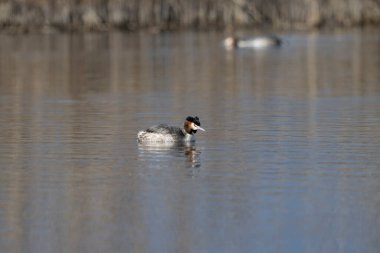 Siyah başlı martı, larus bundidus rididus