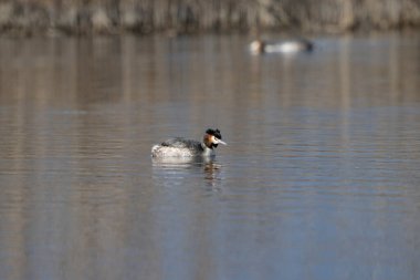 Siyah kanatlı tişört, ona vuruyor.