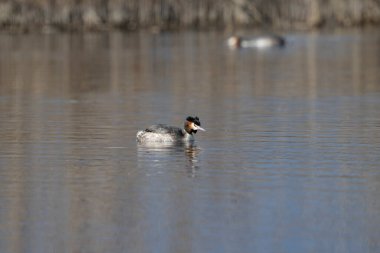 Bir ördek doğal ortamında