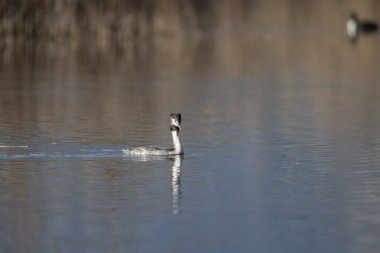 beyaz ibikli grebe, podiseps kristali, suda tek bir kuş
