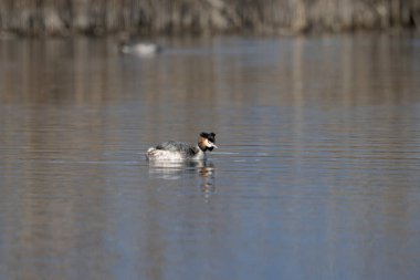 küçük beyaz - ibikli grebe (podiceps kristali )