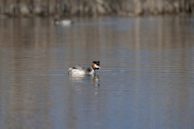 siyah ve beyaz ördek (podicatcristatus )