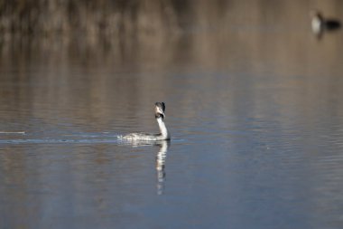 Kanada kazları (ana branta canadensis )
