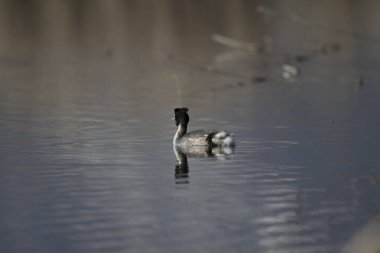 Vahşi doğada biraz gregreyfurt