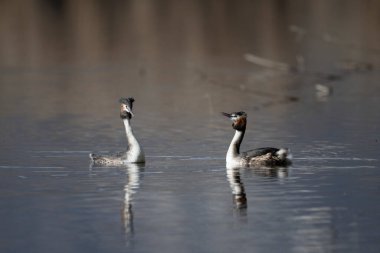 Büyük ibikli grebe (Podiceps kristali )