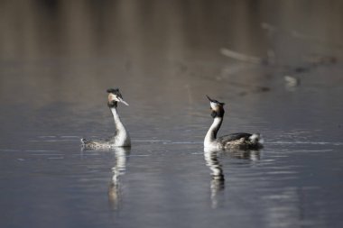iki armalı grebe (podicdiceps cristatus )