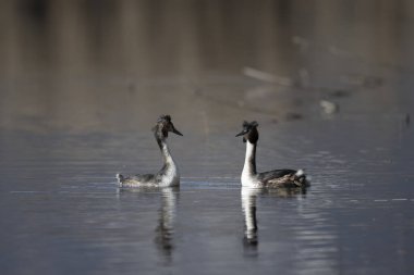Büyük beyaz yunuslar, pogrebe, pogreeps (rulis )