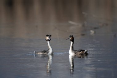 siyah kanatlı gret, podiceps ruolus ruolus ruadult