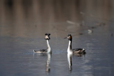 Bir çift beyaz ibikli yağ Almanya 'da bir gölde