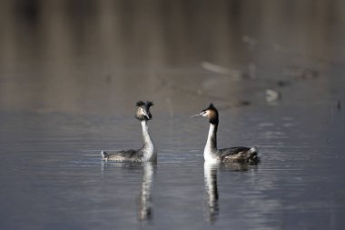 Büyük ibikli grebe, podiseps kristali, kuş, su