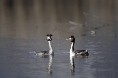 iki siyah başlı yunus (podicenruficus rulis) suda yüzüyor