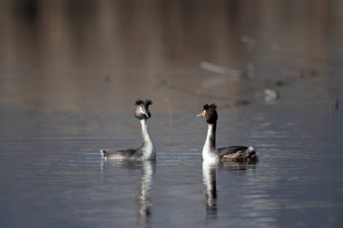 iki siyah ibikli grebe (podiseps kristali )