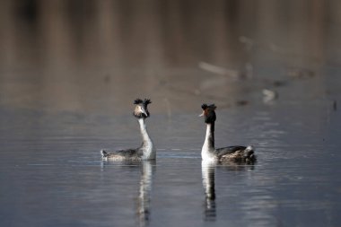 Gölette beyaz kuğu