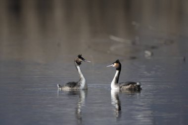 Büyük ibikli yağlı su. Cristatus, cristatus 'u kaybeder