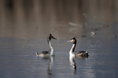 Yaygın yağ, pochydicoldicruolficus svassi