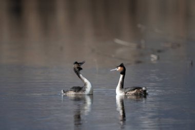 Yaygın yağ, pochydicoldicruolficus svassi