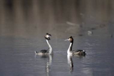 Yaygın yaban ördeği (fulica atra) gölette yüzer ).