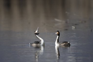 siyah grebe, podiceps ruficus rulis, yetişkin erkek ve dişi kuş, beyaz tüylü yetişkin, çiftleşme günü