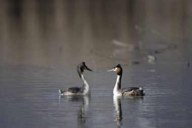 Yaygın yunus, podicenlis, yetişkin, yetişkin, erkek ve dişi kuşlar gölde yüzüyor.