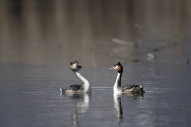 Doğal ortamında büyük bir ibikli yağ tabakası