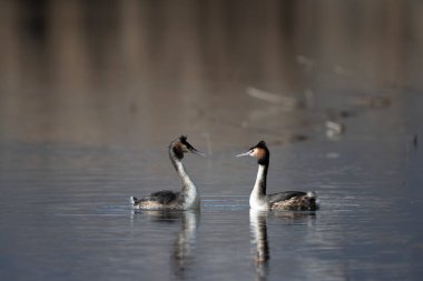 büyük ibikli grebe (dicus podicstatus )