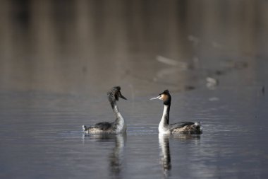 Sümsük kuşu (pothus sansan), Kuzey Adası, New York, ABD