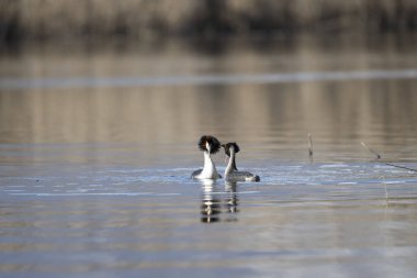Suda yaygın grebe, grebe, rurulis