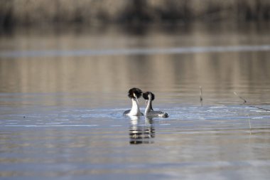 Suda yüzen karga (fulfulica)