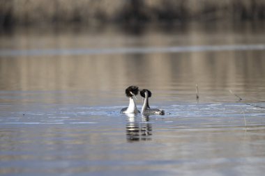 Siyah kuyruklu Godwit kuşu, doğal yaşam alanı.