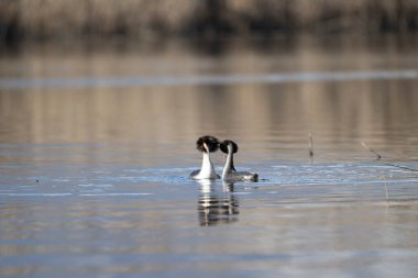 Yaygın yunus, rudica rudica rudica, yetişkin erkek, erkek, dişi ve erkek.